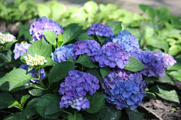 Parasols de jardin à franges : une touche vintage